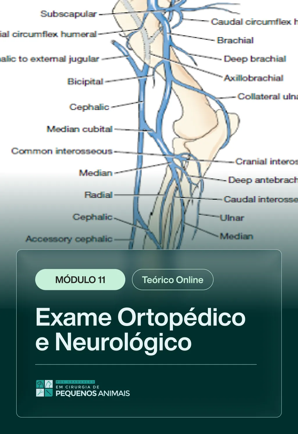 MODULO 11 [TEORICO] - PÓS_1
