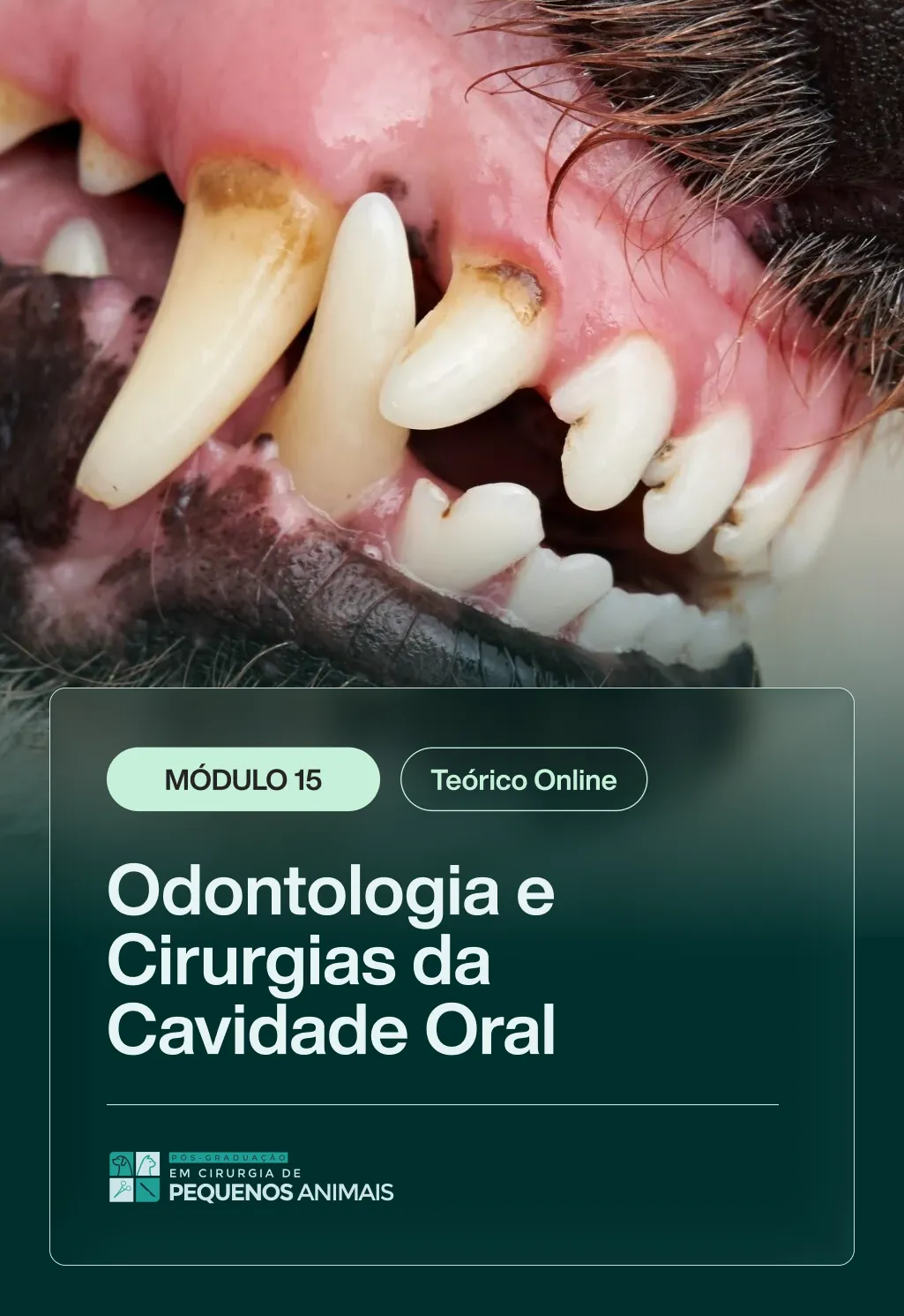MODULO 15 [TEORICO] - PÓS_5
